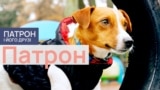 Dogs_Thumbs_04_Patron_PF