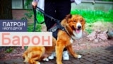 Dogs_Thumbs_07_Baron_PF
