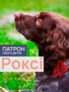 DOGS_ROXY_PORT