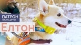 Dogs_Thumbs_02_Elton_PF