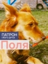 DOGS_POLLY_PORT