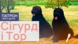 Dogs_Thumbs_09_Sig&Tor_PF