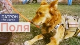 Dogs_Thumbs_03_Polly_PF