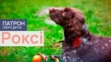 Dogs_Thumbs_06_Roxy_PF